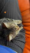 ogphos Altpins Profile Picture
