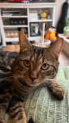 ogphos Altpins Profile Picture