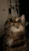ogphos Altpins Profile Picture