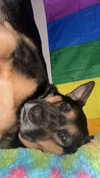 ohheypal Altpins Profile Picture