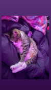 olivialiiias Altpins Profile Picture