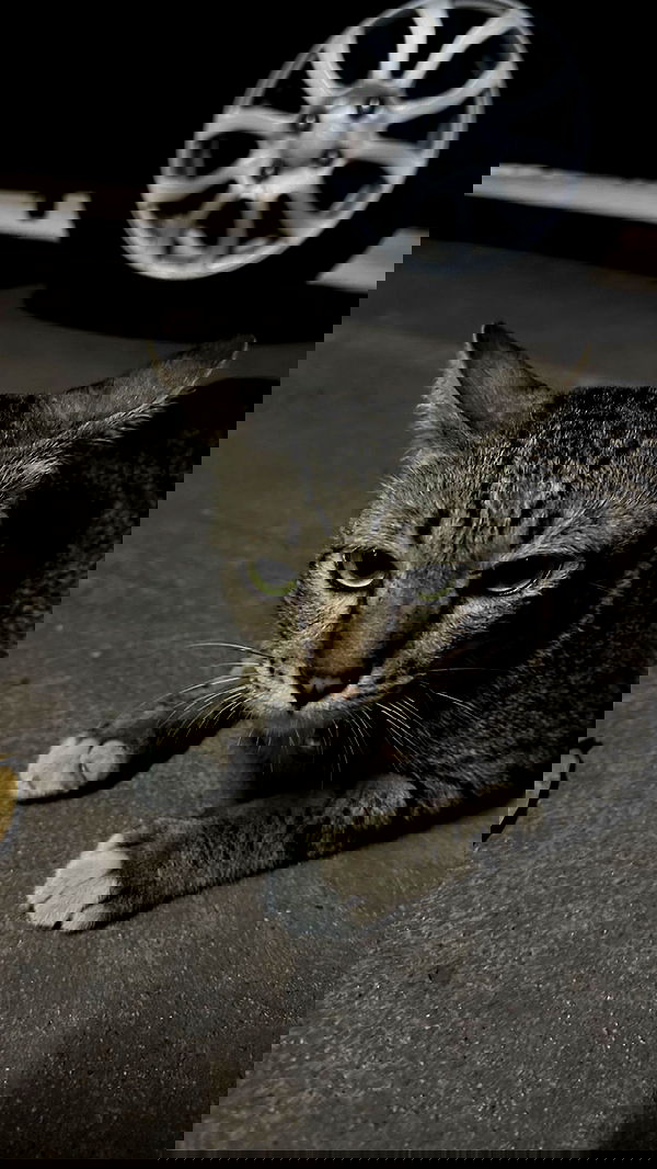 oqr0_ oqr0_ archive image