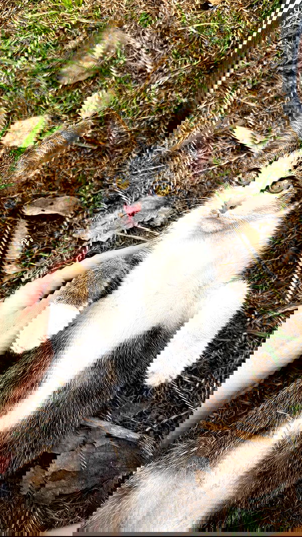 oqr0_ oqr0_ archive image