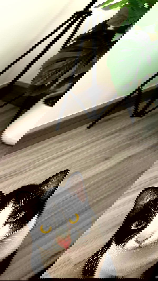 oqr0_ oqr0_ archive image