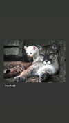 orchidmurmur Altpins Profile Picture