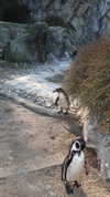 orcoheen Altpins Profile Picture