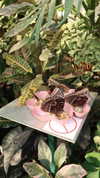 orcoheen Altpins Profile Picture