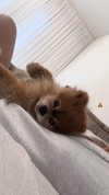 orcoheen Altpins Profile Picture