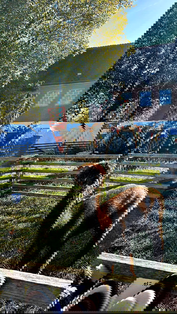 ormosheee ormosheee archive image