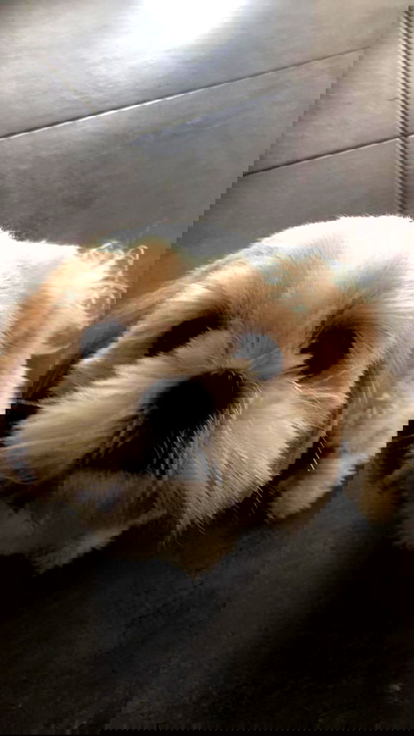 orya.xx image ~ Altpins