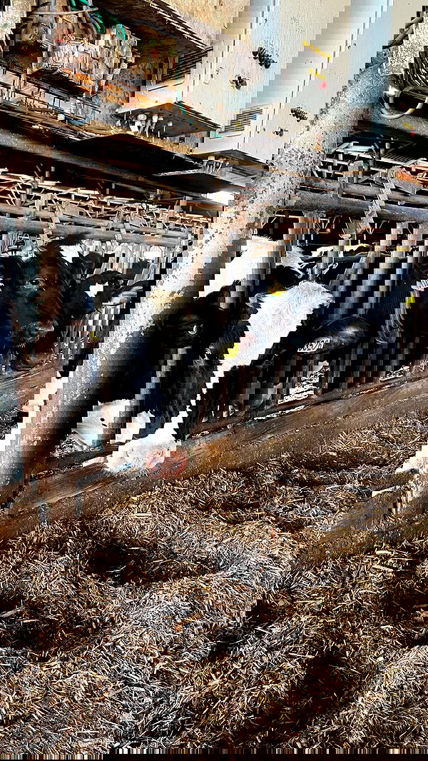 orya.xx image ~ Altpins