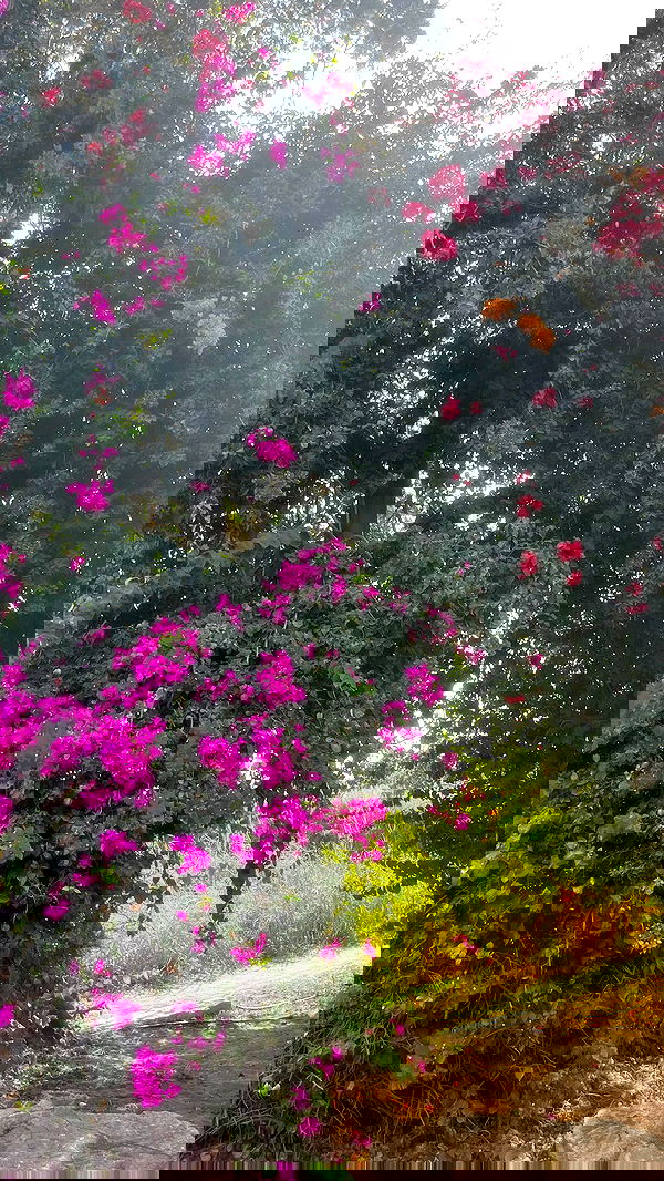 orya.xx image ~ Altpins