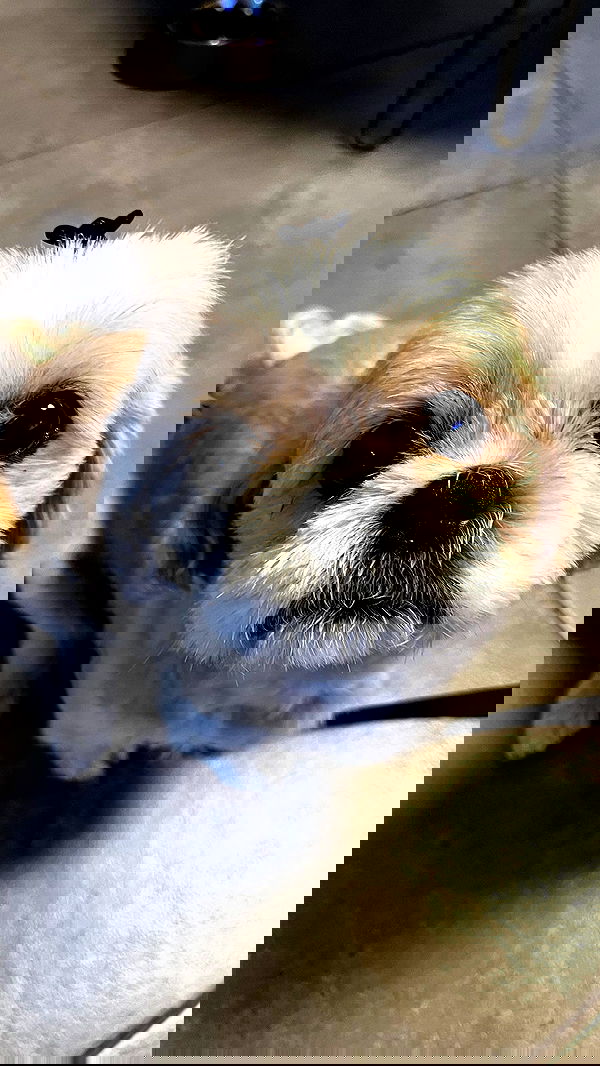 orya.xx image ~ Altpins