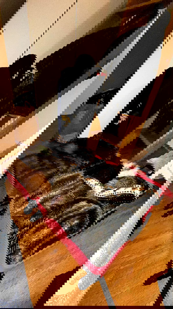 osher_yakir osher_yakir archive image