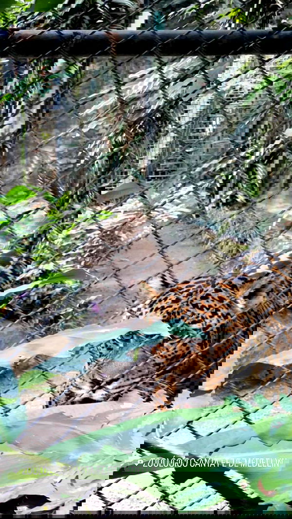 paula_valentina_gomez image ~ Altpins