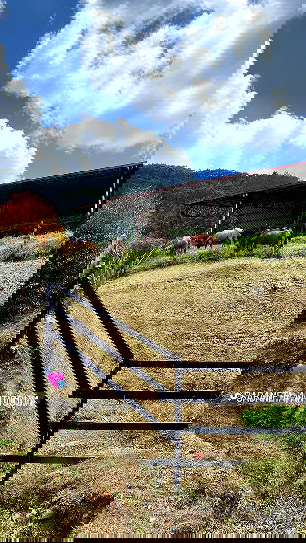 paula_valentina_gomez image ~ Altpins