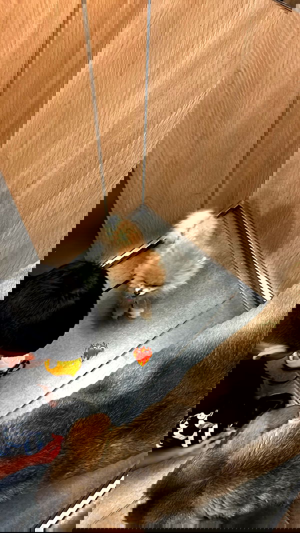 paula_valentina_gomez image ~ Altpins