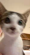 pavoxy Altpins Profile Picture