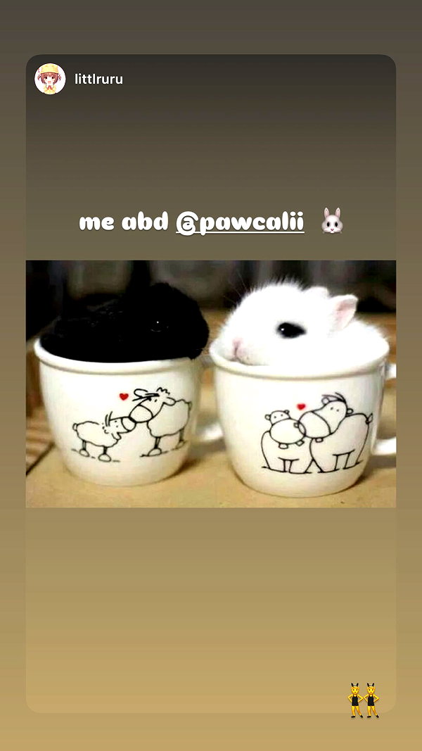 pawcalii instagram image archive image