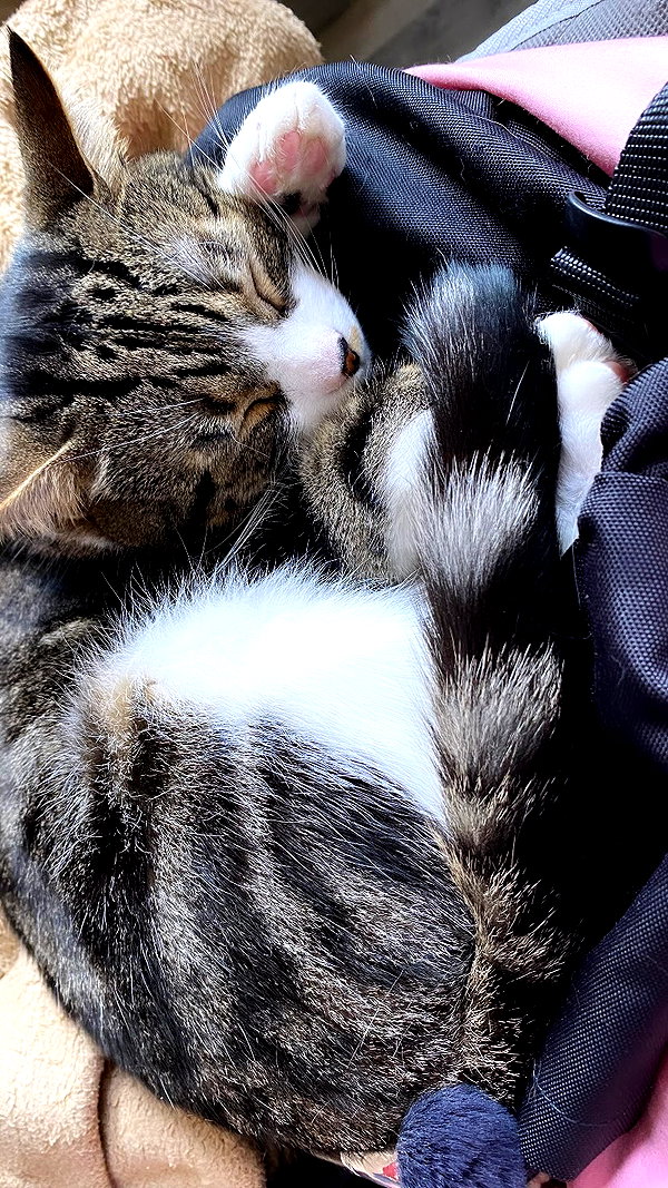pawxai pawxai archive image