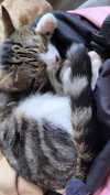 pawxai Altpins Profile Picture