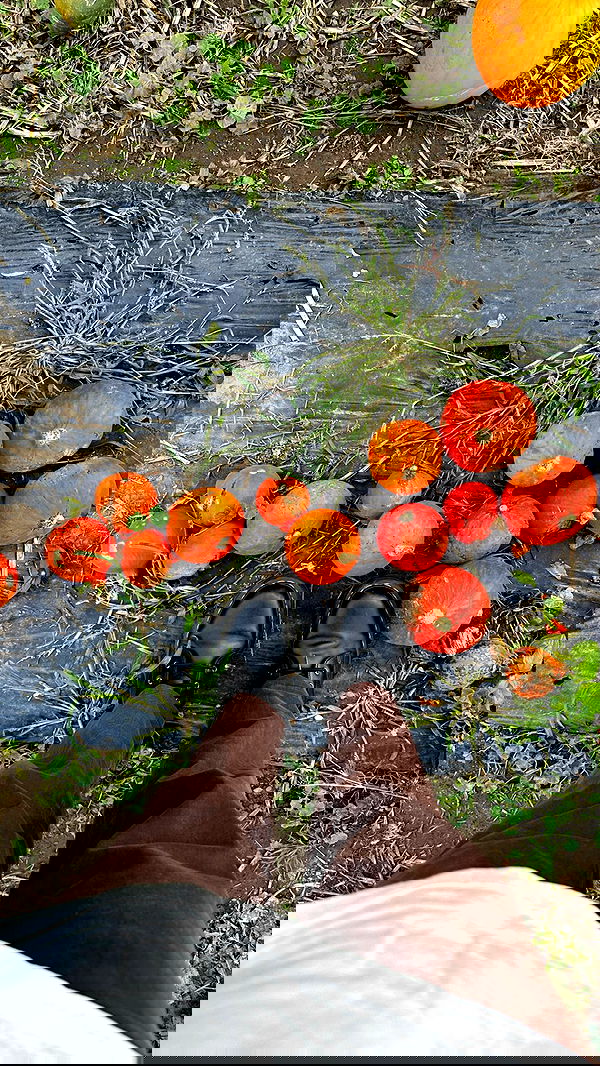 peacake6 image ~ Altpins