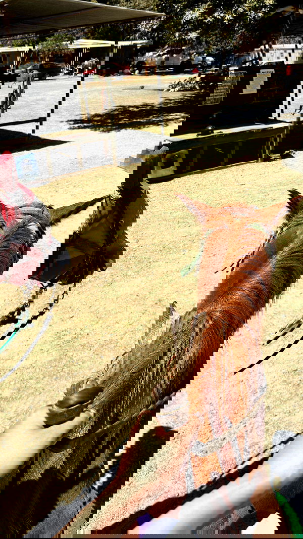 peacake6 image ~ Altpins