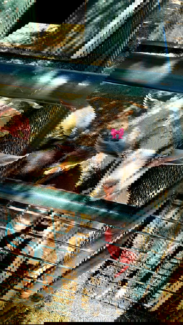 peacake6 image ~ Altpins