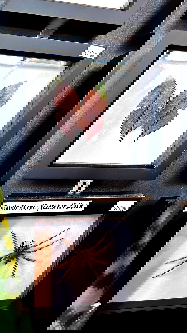 pimpdaddyextreme pimpdaddyextreme archive image