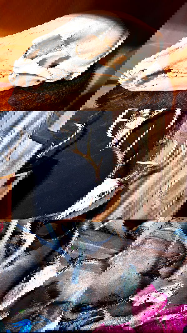 pimpdaddyextreme pimpdaddyextreme archive image