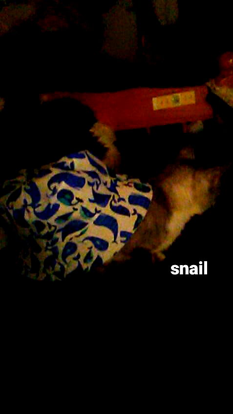 pinchchicken pinchchicken archive image