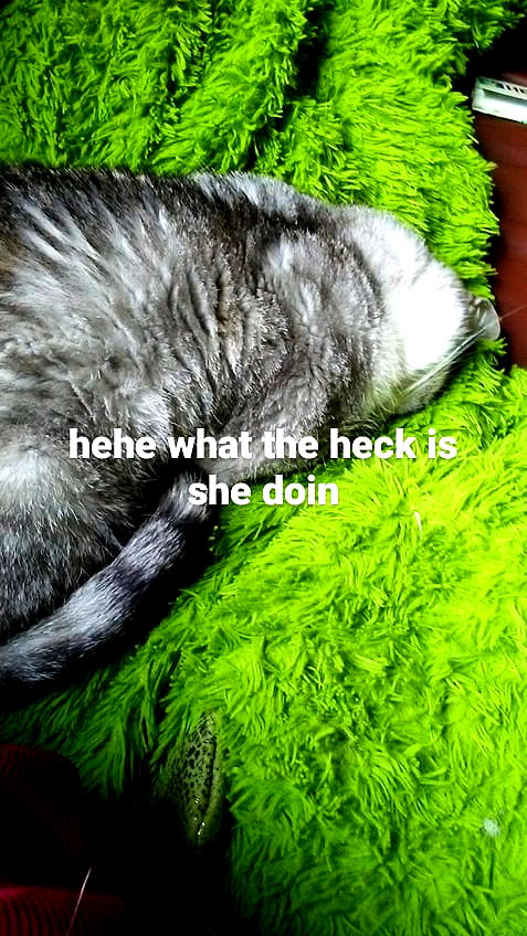 pinchchicken pinchchicken archive image