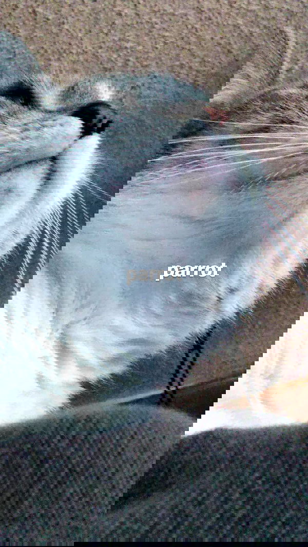 pinchchicken pinchchicken archive image