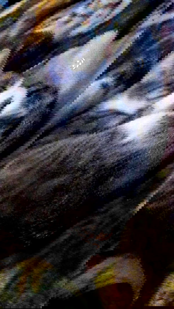 pinchchicken pinchchicken archive image