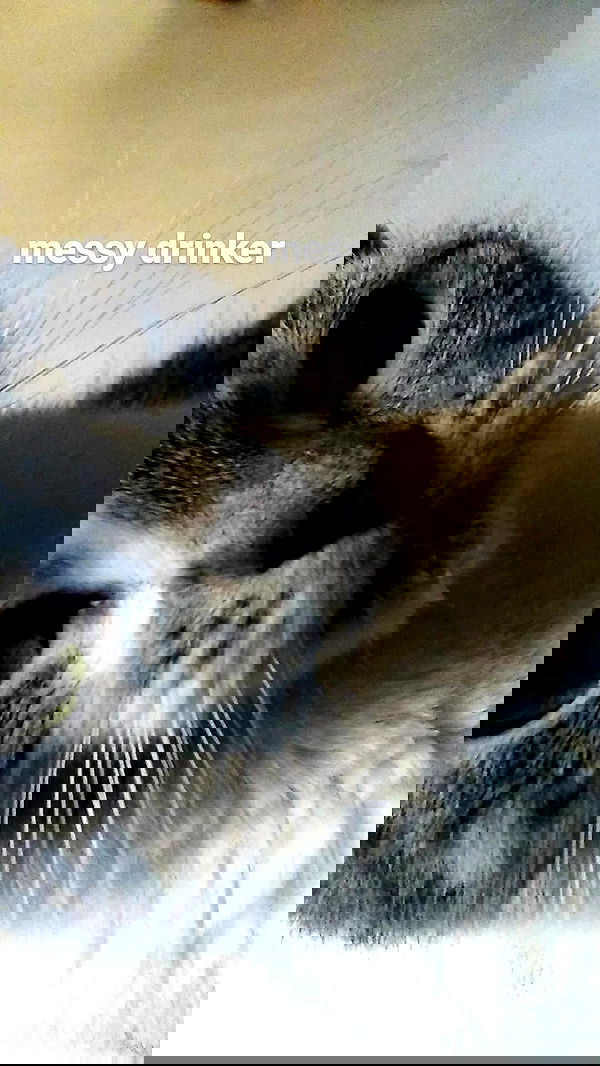 pinchchicken pinchchicken archive image