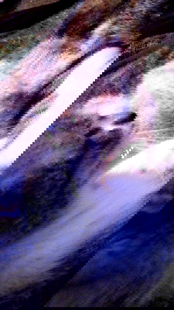 pinchchicken pinchchicken archive image