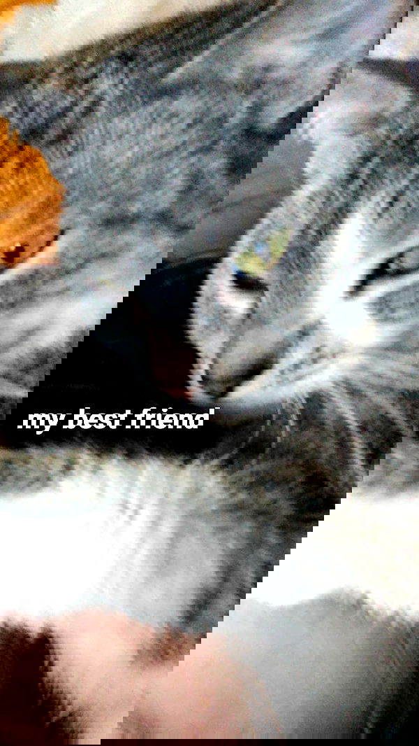 pinchchicken pinchchicken archive image