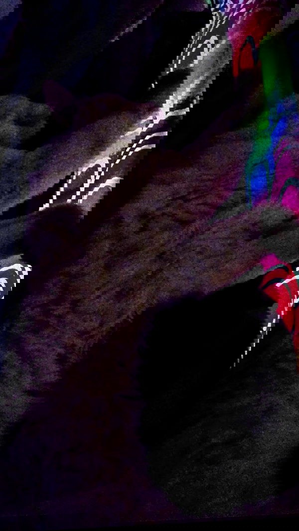 pinchchicken pinchchicken archive image