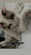 pixieonyxx Altpins Profile Picture