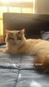 pixieonyxx Altpins Profile Picture
