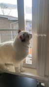 pixieonyxx Altpins Profile Picture