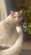 pixieonyxx Altpins Profile Picture