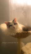 pixieonyxx Altpins Profile Picture