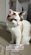 pixieonyxx Altpins Profile Picture