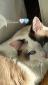 pixieonyxx Altpins Profile Picture