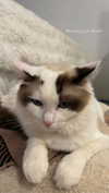 pixieonyxx Altpins Profile Picture