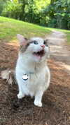 pixieonyxx Altpins Profile Picture