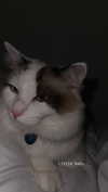 pixieonyxx Altpins Profile Picture
