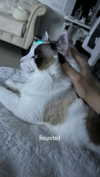 pixieonyxx Altpins Profile Picture