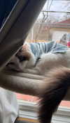 pixieonyxx Altpins Profile Picture